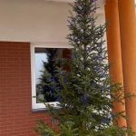 WSPÓLNIE UBIERZMY JODEŁKĘ „KORCZAKÓWKĘ”!
